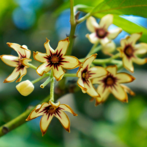 Close-up of a cluster of small yellow flowers with brown centers on a green branch.